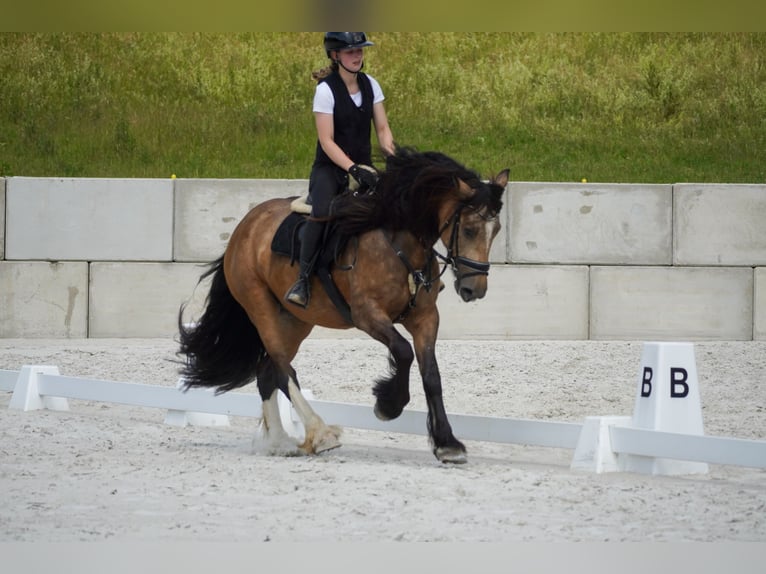 Welsh-D Mix Stute 4 Jahre 160 cm Falbe in Nettersheim