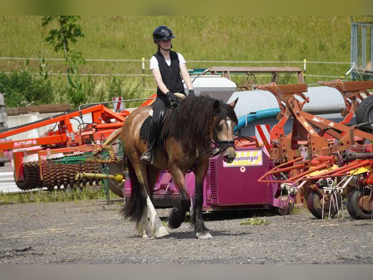 Welsh-D Mix Stute 4 Jahre 160 cm Falbe in Nettersheim