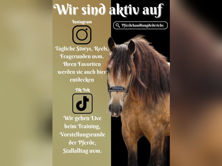 Welsh-D Mix Stute 4 Jahre 160 cm Falbe in Nettersheim