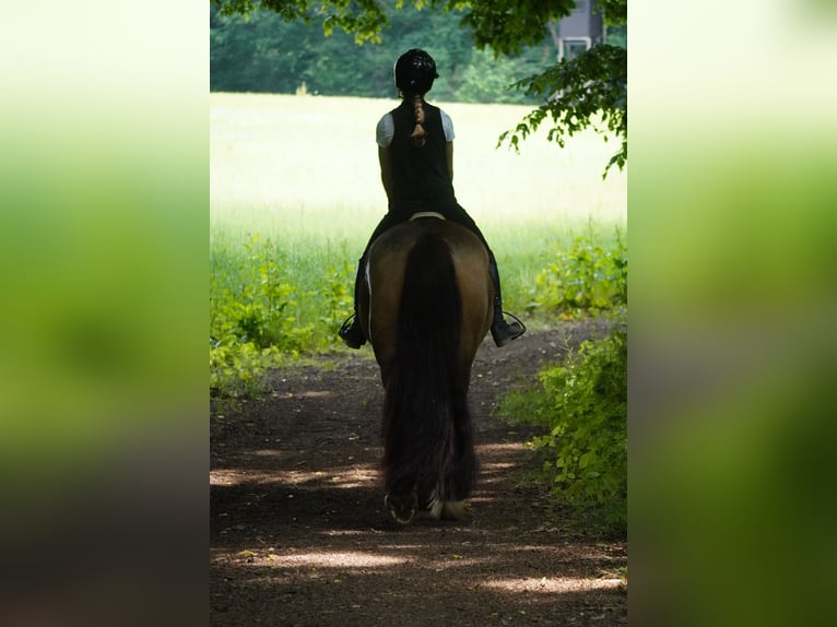 Welsh-D Mix Stute 4 Jahre 160 cm Falbe in Nettersheim