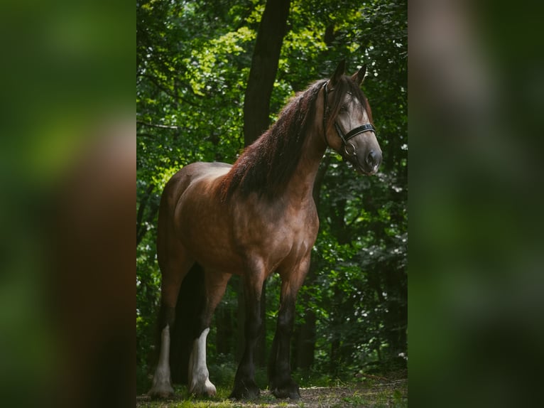 Welsh-D Mix Stute 4 Jahre 160 cm Falbe in Nettersheim