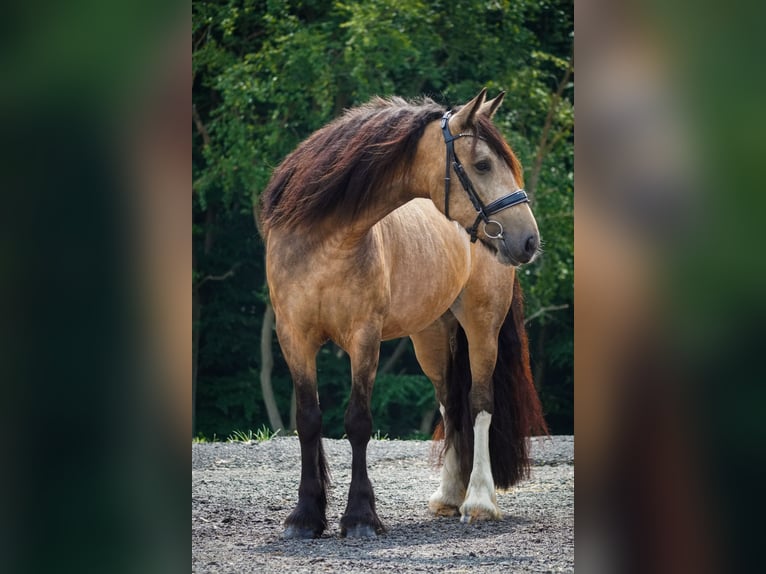 Welsh-D Mix Stute 4 Jahre 160 cm Falbe in Nettersheim