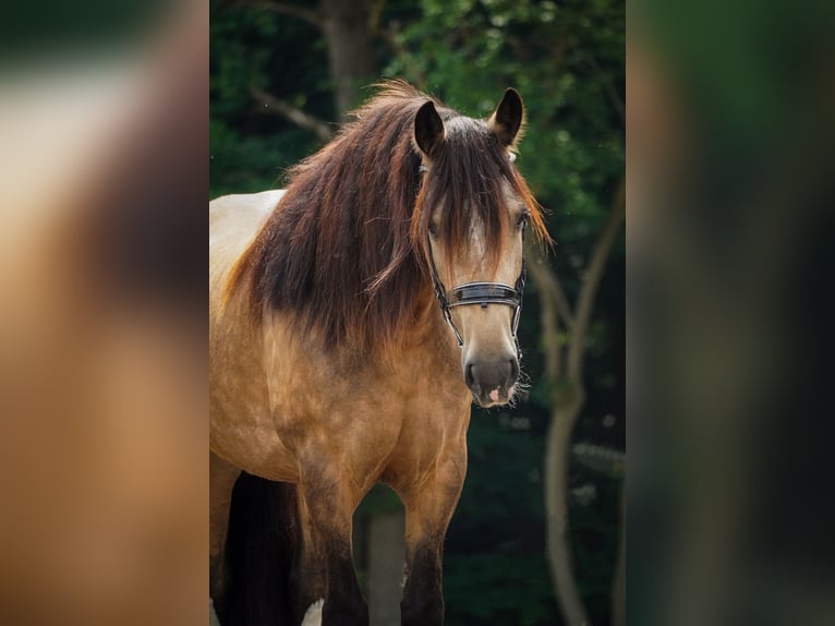 Welsh-D Mix Stute 4 Jahre 160 cm Falbe in Nettersheim