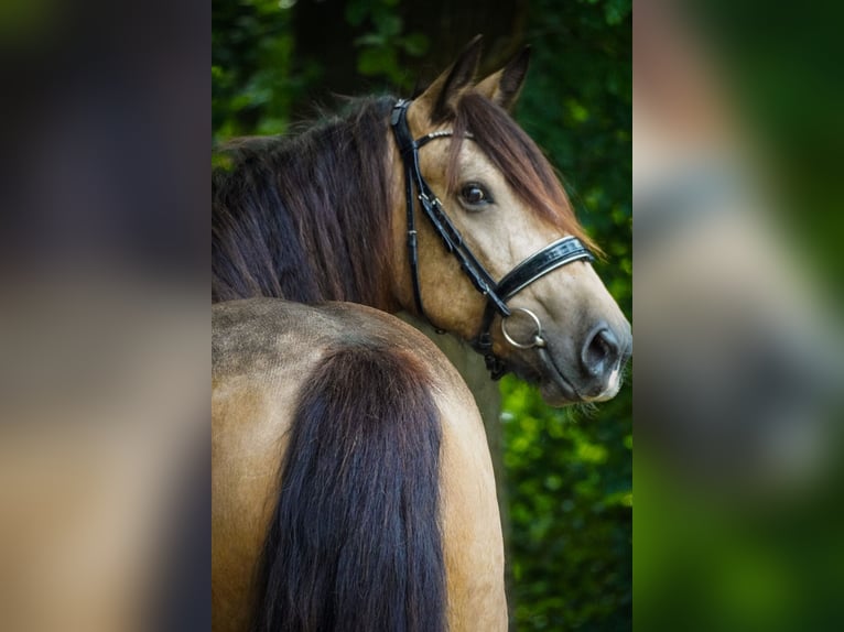 Welsh-D Mix Stute 4 Jahre 160 cm Falbe in Nettersheim
