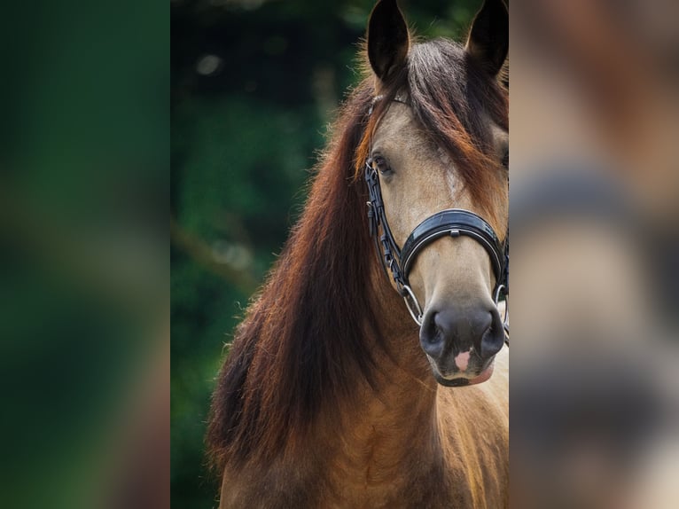 Welsh-D Mix Stute 4 Jahre 160 cm Falbe in Nettersheim