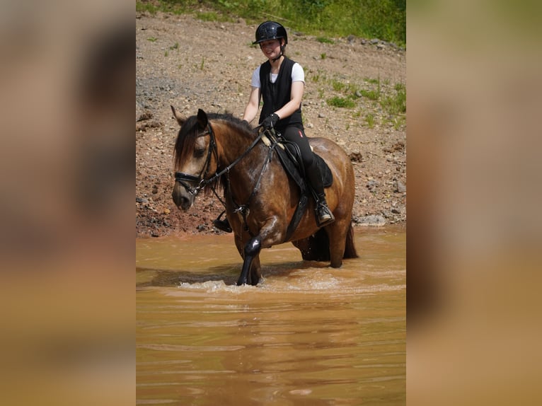 Welsh-D Mix Stute 4 Jahre 160 cm Falbe in Nettersheim