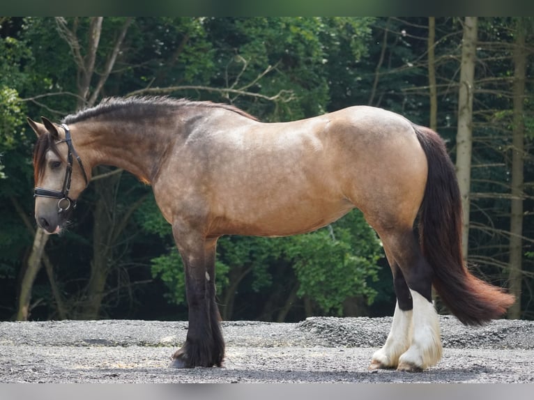 Welsh-D Mix Stute 4 Jahre 160 cm Falbe in Nettersheim