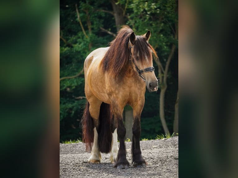 Welsh-D Mix Stute 4 Jahre 160 cm Falbe in Nettersheim