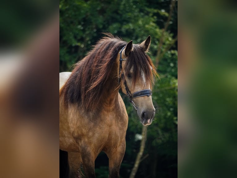 Welsh-D Mix Stute 4 Jahre 160 cm Falbe in Nettersheim