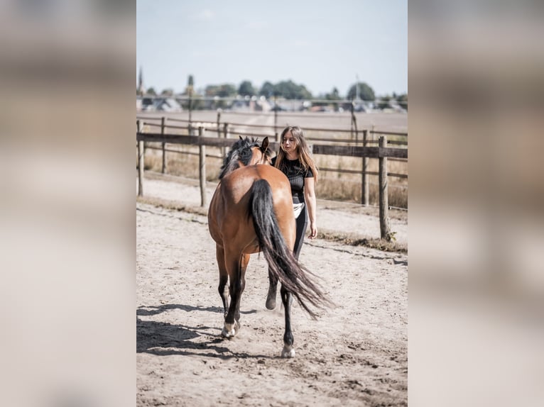 Welsh-D Stute 5 Jahre 146 cm Brauner in Merselo