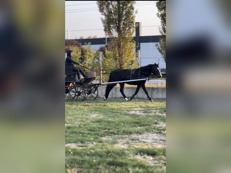 Welsh-D Stute 5 Jahre 146 cm Rappe in Gödöllő