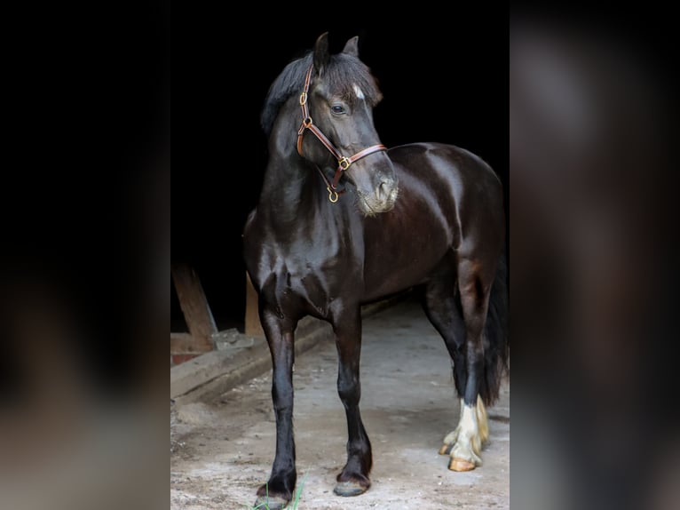 Welsh-D Stute 5 Jahre 147 cm Dunkelbrauner in Benzin
