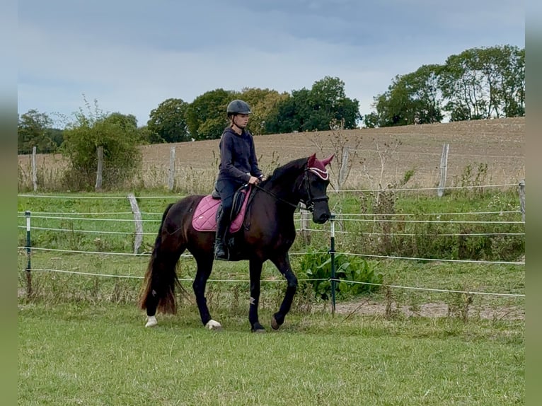 Welsh-D Stute 5 Jahre 147 cm Dunkelbrauner in Benzin