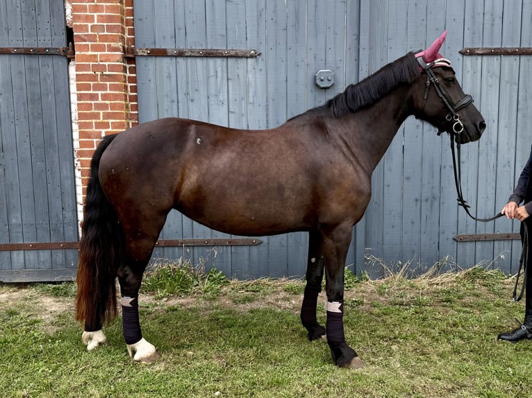 Welsh-D Stute 5 Jahre 147 cm Dunkelbrauner in Benzin