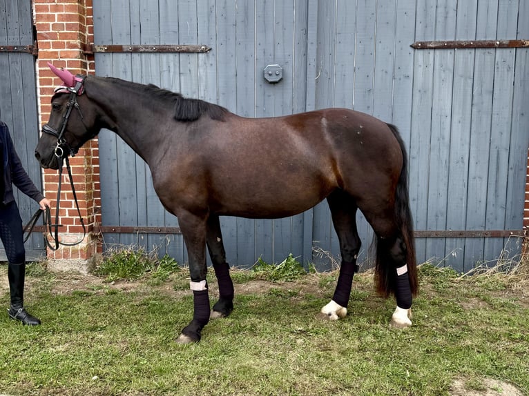 Welsh-D Stute 5 Jahre 147 cm Dunkelbrauner in Benzin