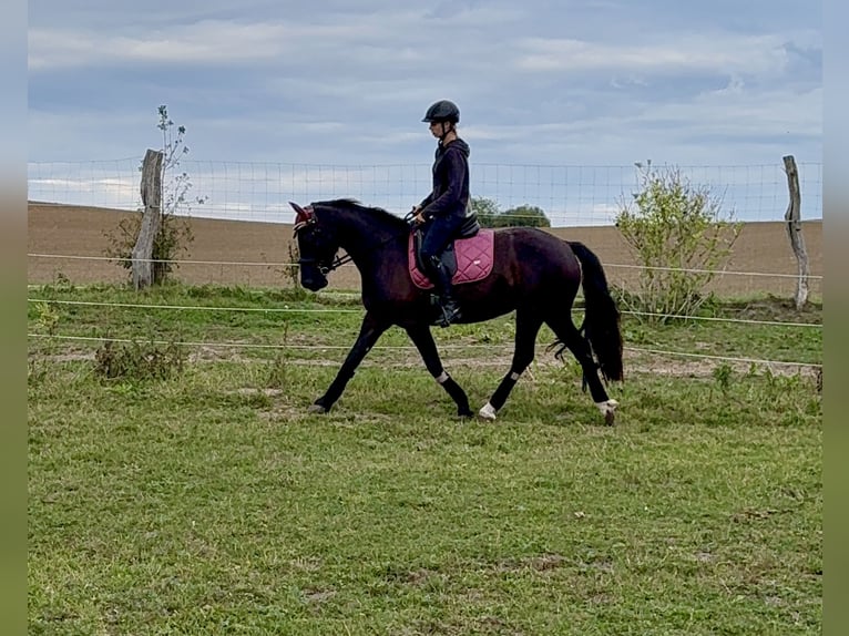 Welsh-D Stute 5 Jahre 147 cm Dunkelbrauner in Benzin