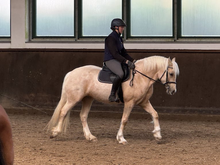 Welsh-D Stute 5 Jahre 147 cm Palomino in Stahnsdorf
