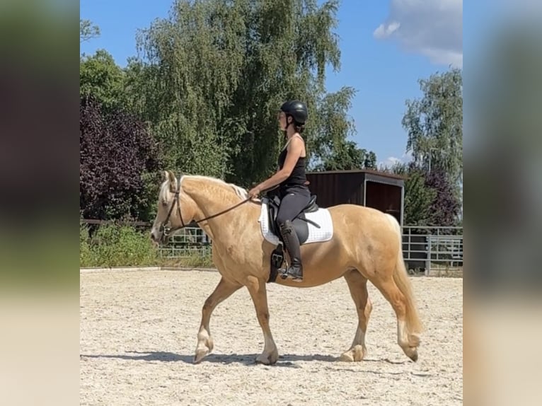 Welsh-D Stute 5 Jahre 147 cm Palomino in Stahnsdorf