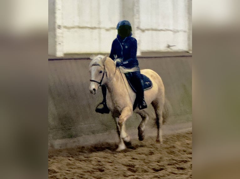 Welsh-D Stute 5 Jahre 147 cm Palomino in Stahnsdorf