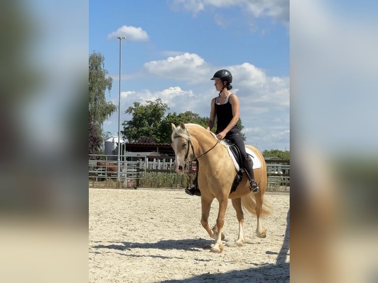 Welsh-D Stute 5 Jahre 147 cm Palomino in Stahnsdorf