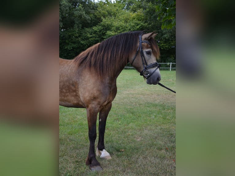 Welsh-D Stute 5 Jahre 148 cm Buckskin in Henstedt-Ulzburg