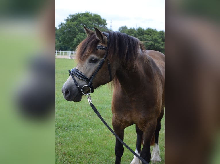Welsh-D Stute 5 Jahre 148 cm Buckskin in Henstedt-Ulzburg