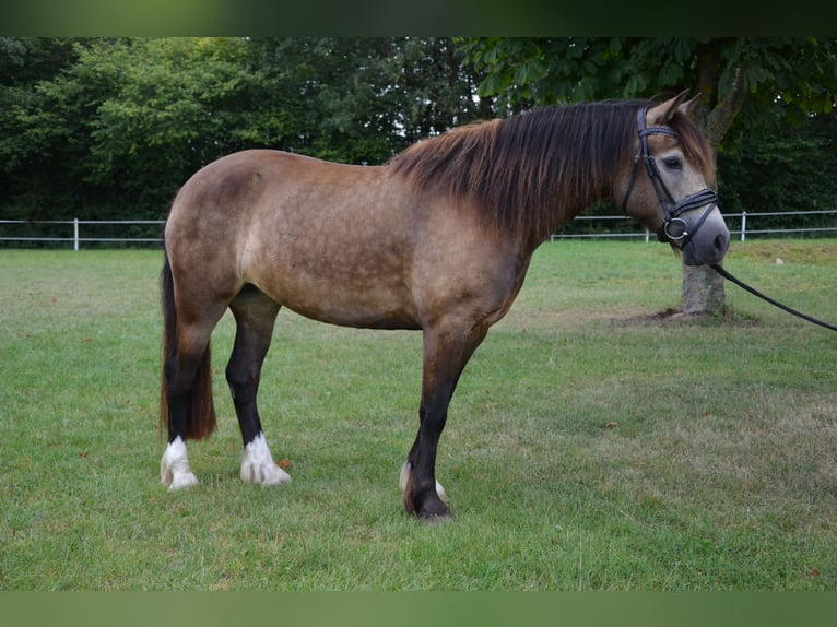Welsh-D Stute 5 Jahre 148 cm Buckskin in Henstedt-Ulzburg