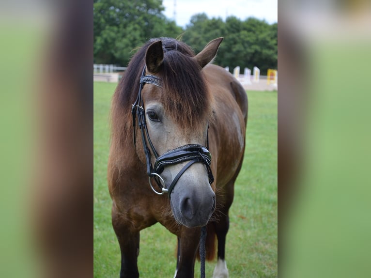 Welsh-D Stute 5 Jahre 148 cm Buckskin in Henstedt-Ulzburg