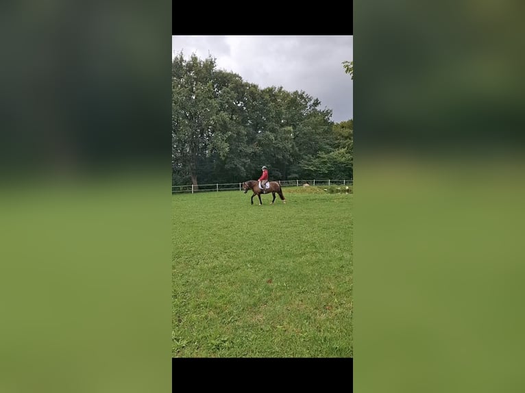 Welsh-D Stute 5 Jahre 148 cm Buckskin in Henstedt-Ulzburg