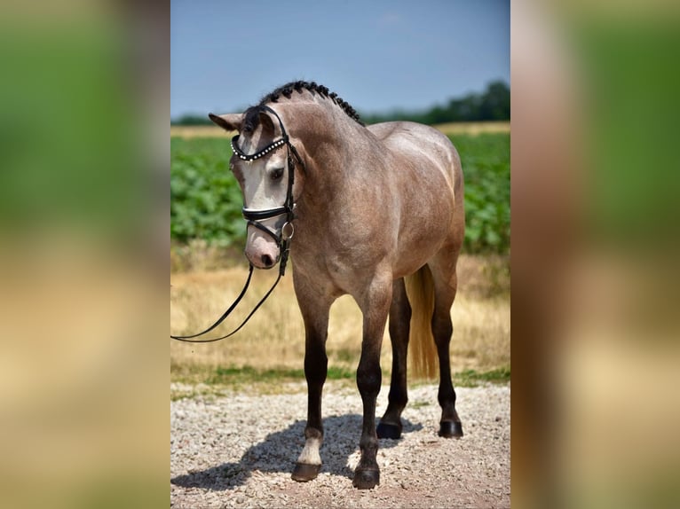 Welsh-D Stute 5 Jahre 148 cm Roan-Bay in Budapest