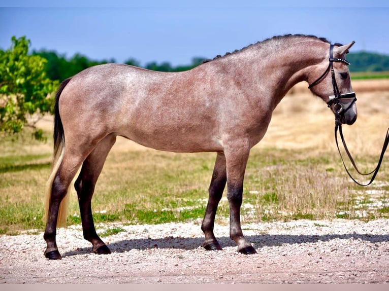 Welsh-D Stute 5 Jahre 148 cm Roan-Bay in Budapest