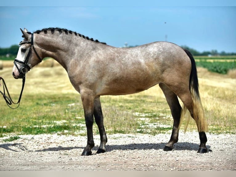 Welsh-D Stute 5 Jahre 148 cm Roan-Bay in Budapest