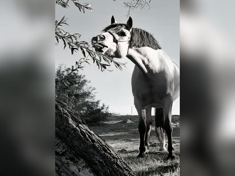 Welsh-D Stute 5 Jahre 149 cm Buckskin in Friedland