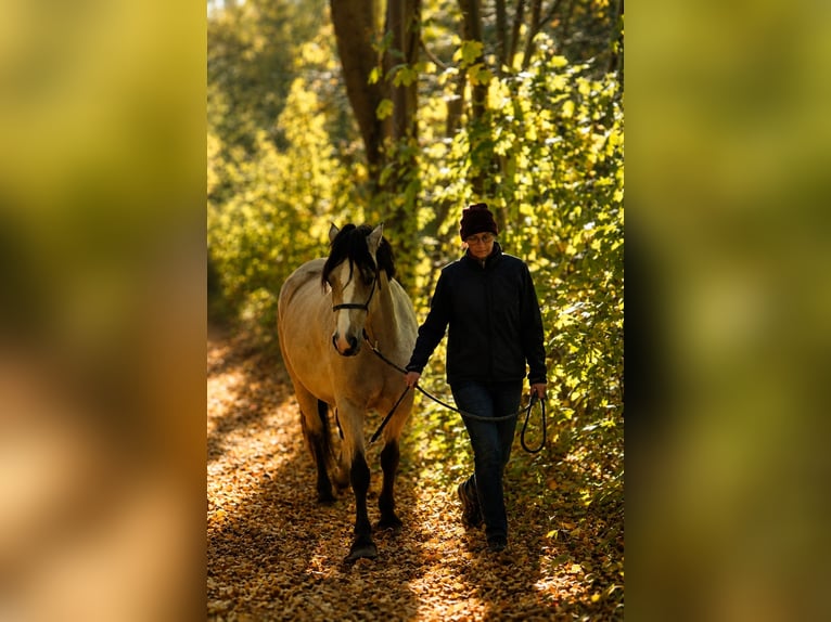 Welsh-D Stute 5 Jahre 149 cm Buckskin in Friedland