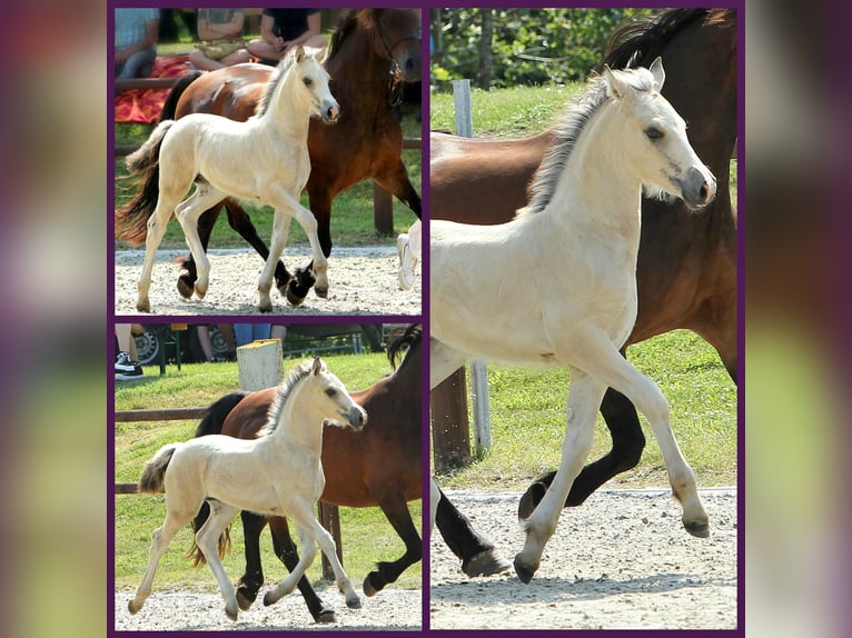 Welsh-D Stute 5 Jahre 149 cm Buckskin in Friedland