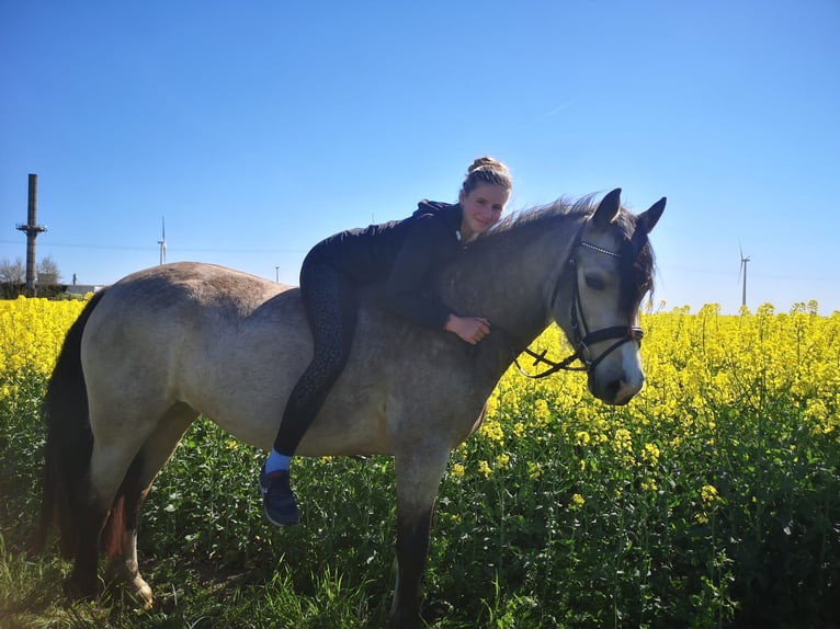 Welsh-D Stute 5 Jahre 149 cm Buckskin in Friedland