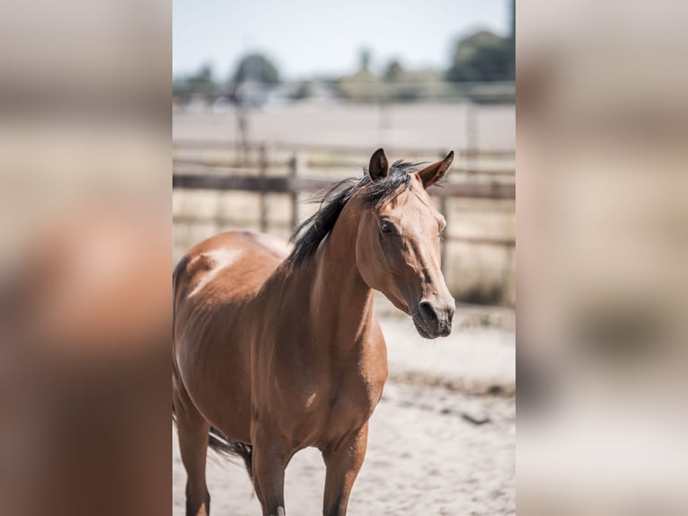 Welsh-D Stute 6 Jahre 146 cm Brauner in Merselo
