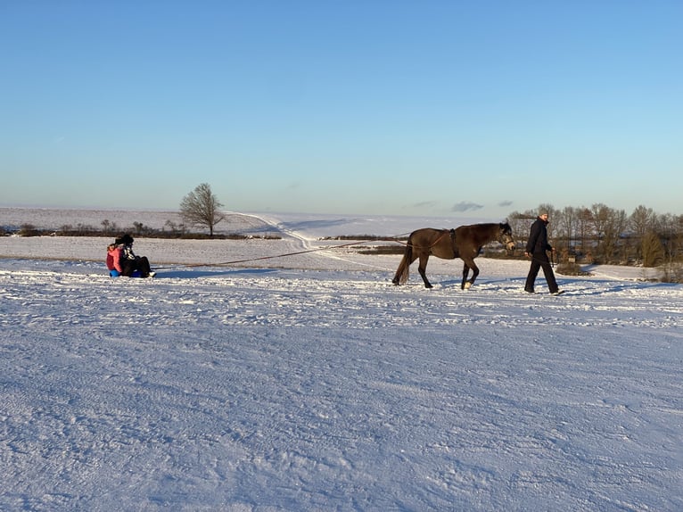 Welsh-D Stute 6 Jahre 146 cm Buckskin in Bayern