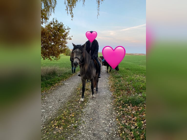 Welsh-D Stute 6 Jahre 146 cm Buckskin in Bayern