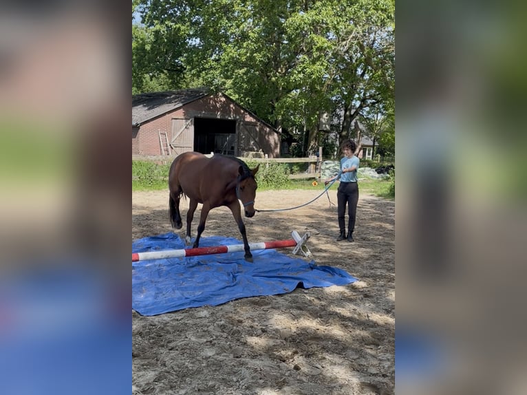 Welsh-D Mix Stute 6 Jahre 147 cm Brauner in Oldenzaal