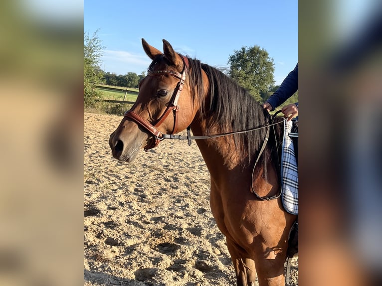 Welsh-D Mix Stute 6 Jahre 147 cm Brauner in Oldenzaal