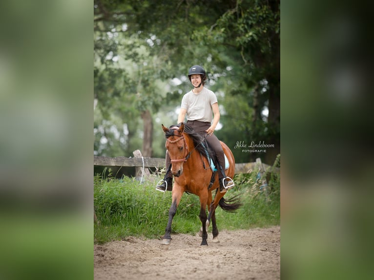 Welsh-D Mix Stute 6 Jahre 147 cm Brauner in Oldenzaal