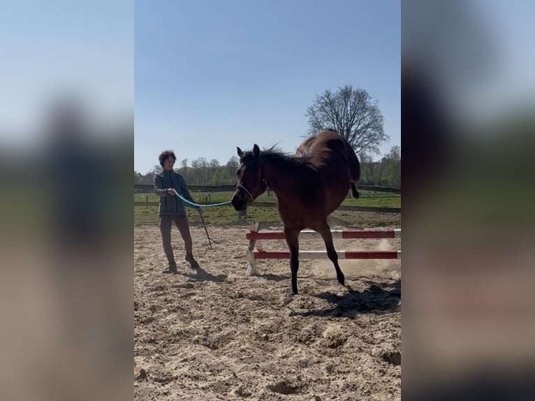 Welsh-D Mix Stute 6 Jahre 147 cm Brauner in Oldenzaal