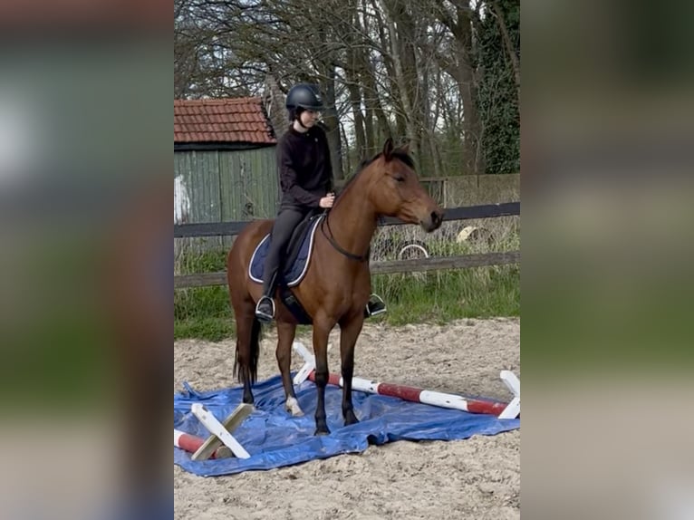 Welsh-D Mix Stute 6 Jahre 147 cm Brauner in Oldenzaal