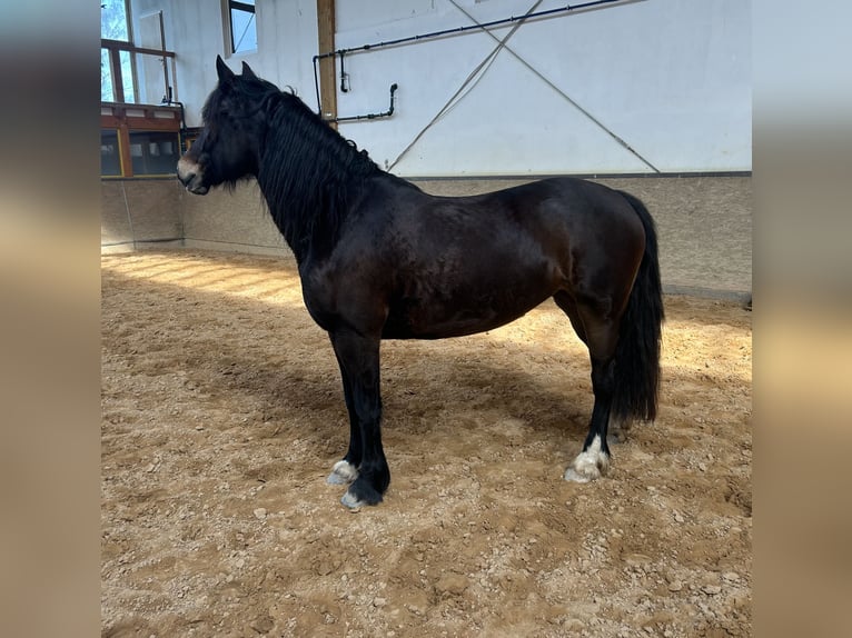 Welsh-D Stute 6 Jahre 147 cm Dunkelbrauner in Dickendorf