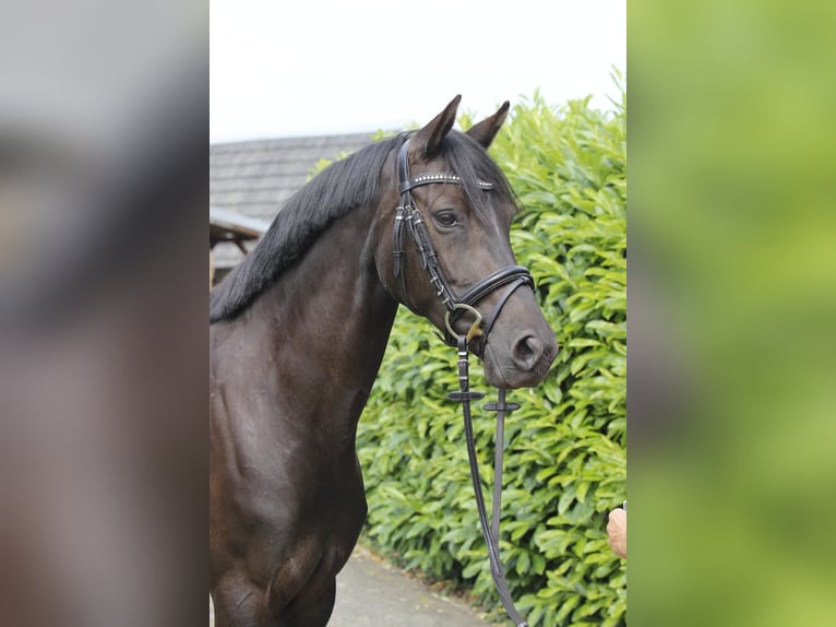 Welsh-D Stute 6 Jahre 147 cm Rappe in Buchholz in der Nordheide