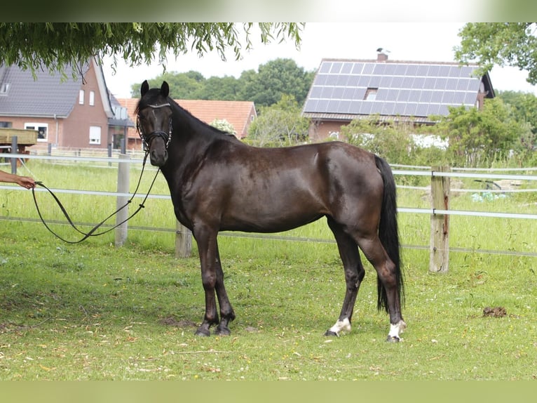 Welsh-D Stute 6 Jahre 147 cm Rappe in Buchholz in der Nordheide