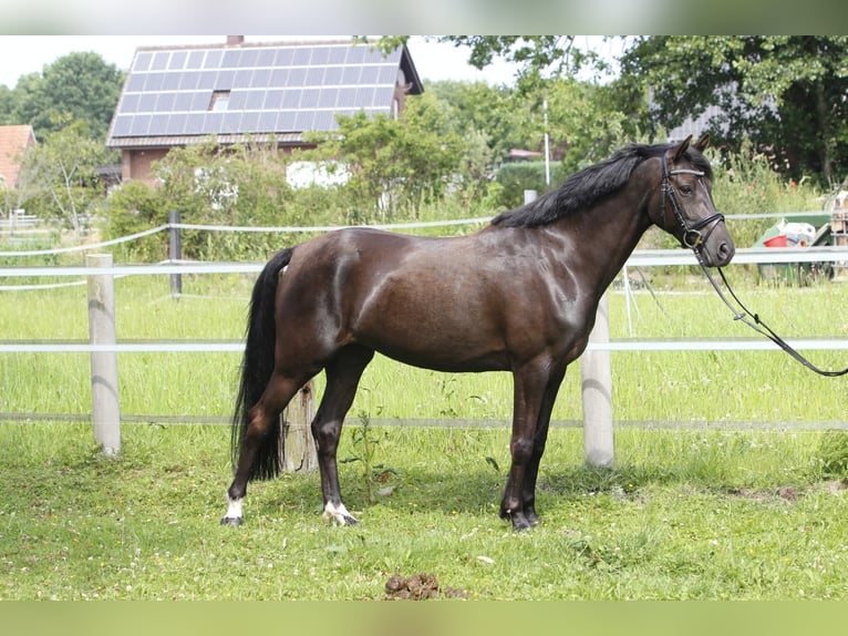 Welsh-D Stute 6 Jahre 147 cm Rappe in Buchholz in der Nordheide