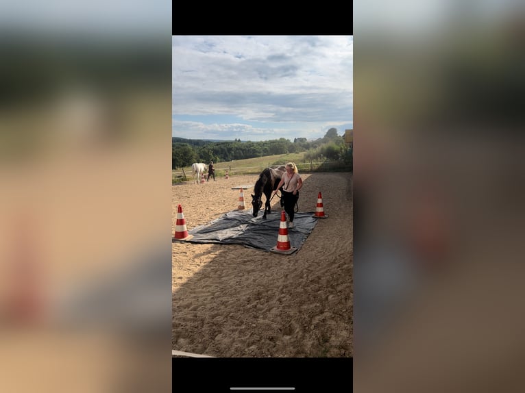 Welsh-D Stute 6 Jahre 147 cm Rappe in Hasel&#xFC;nne