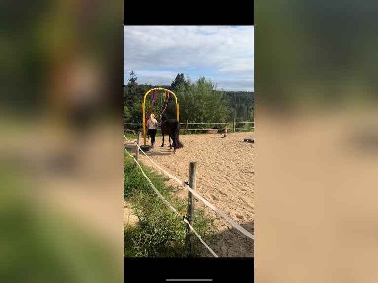 Welsh-D Stute 6 Jahre 147 cm Rappe in Hasel&#xFC;nne